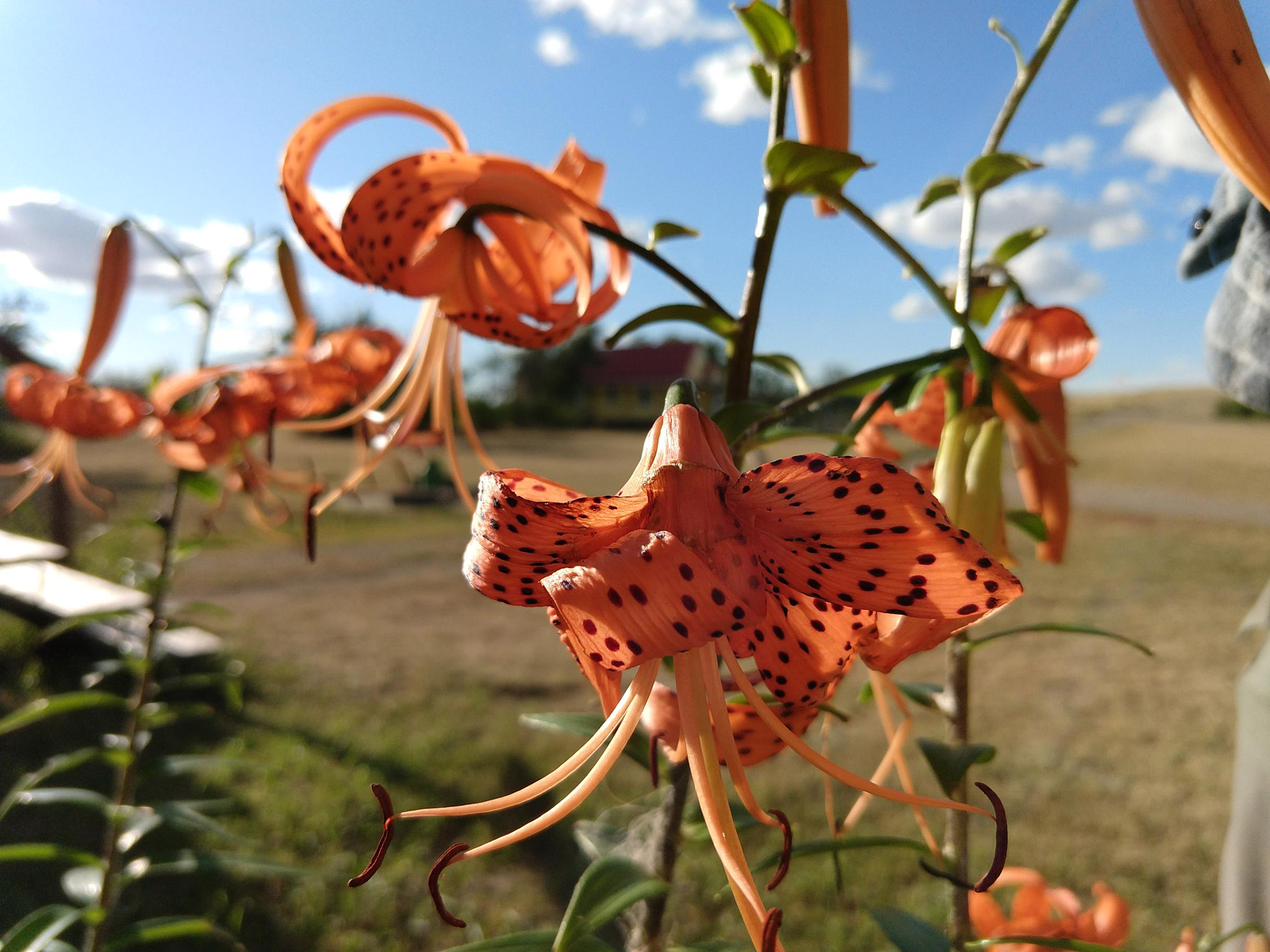 Saskatchewan's provincial flower: the prairie lily