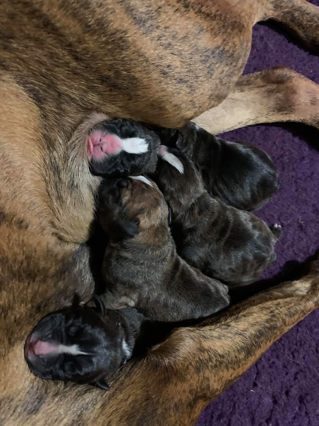 Newborn puppies with rosy noses