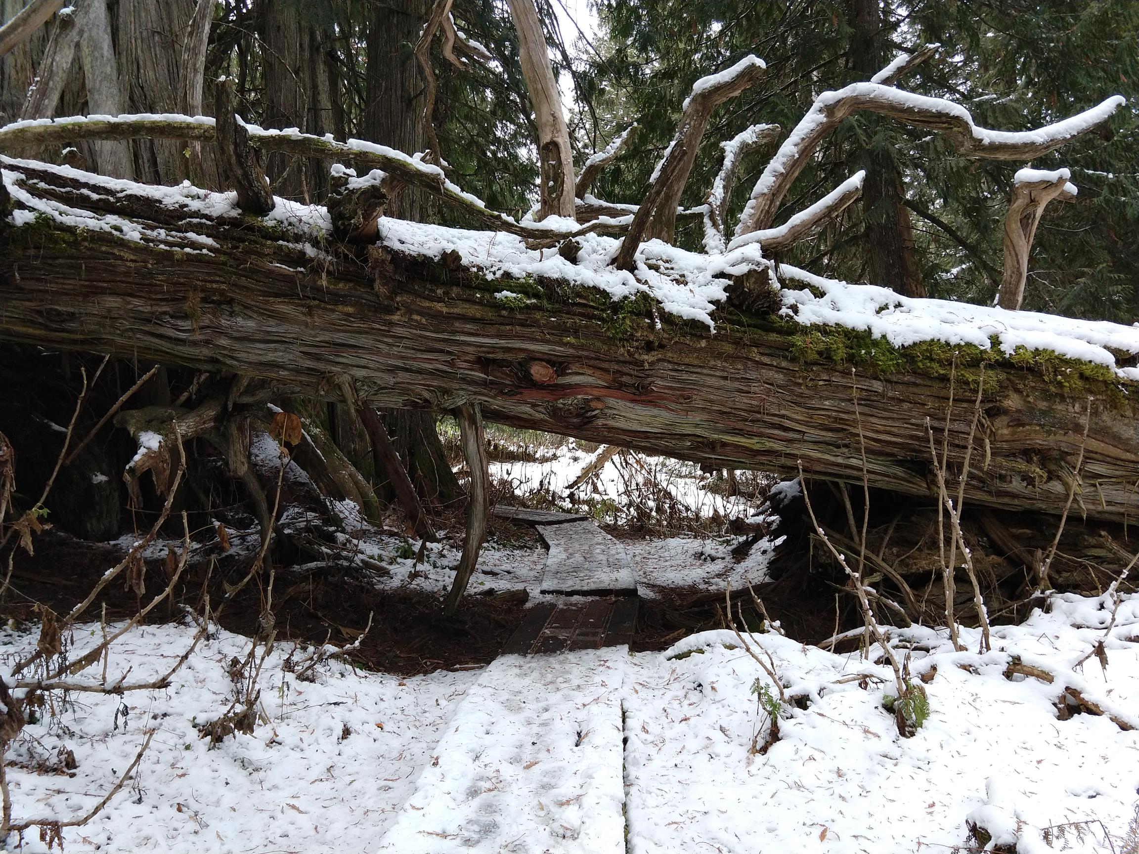 Fallen western red cedar over wooden path