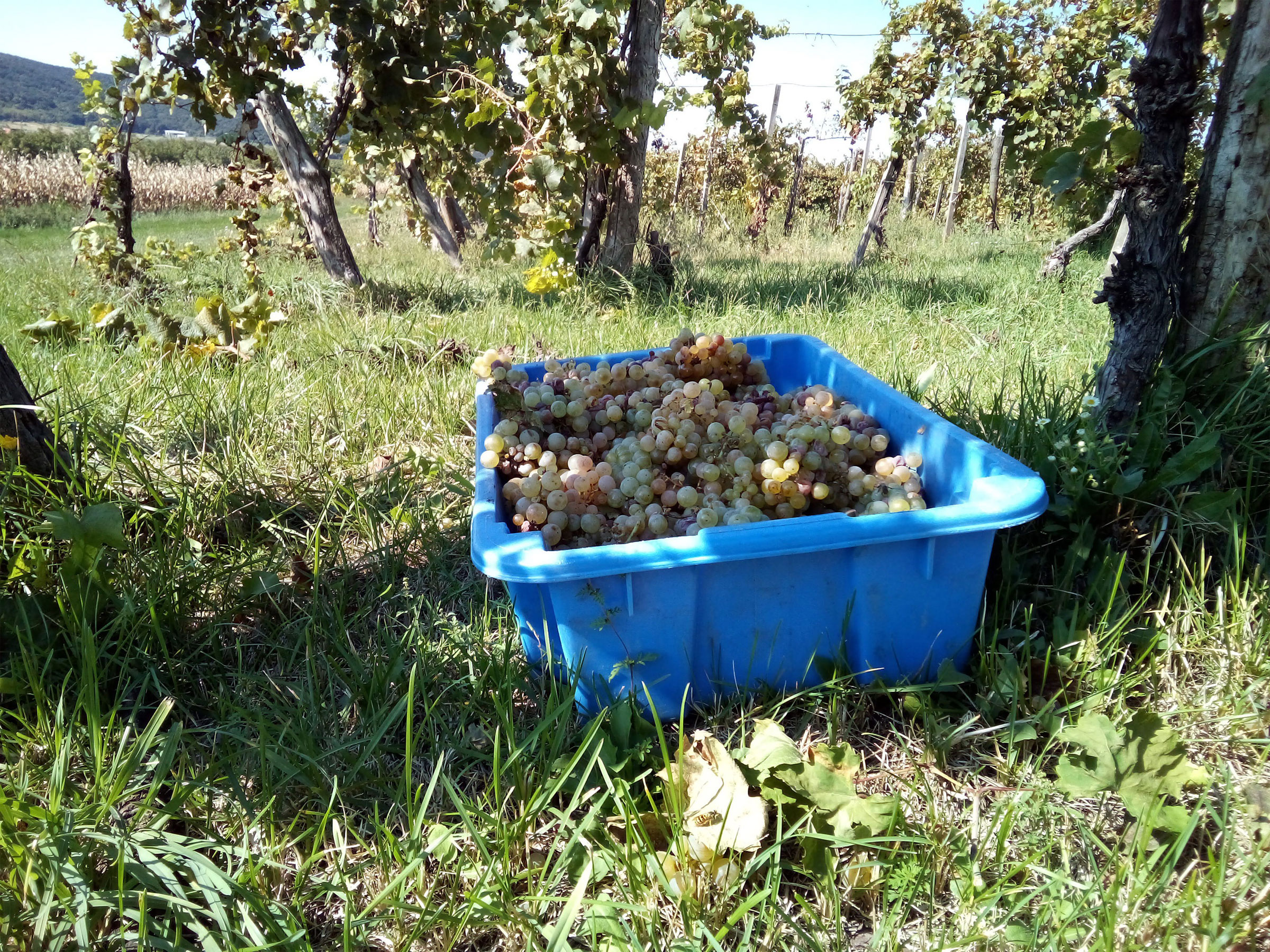 Box with Riesling-grapes in the vineyard