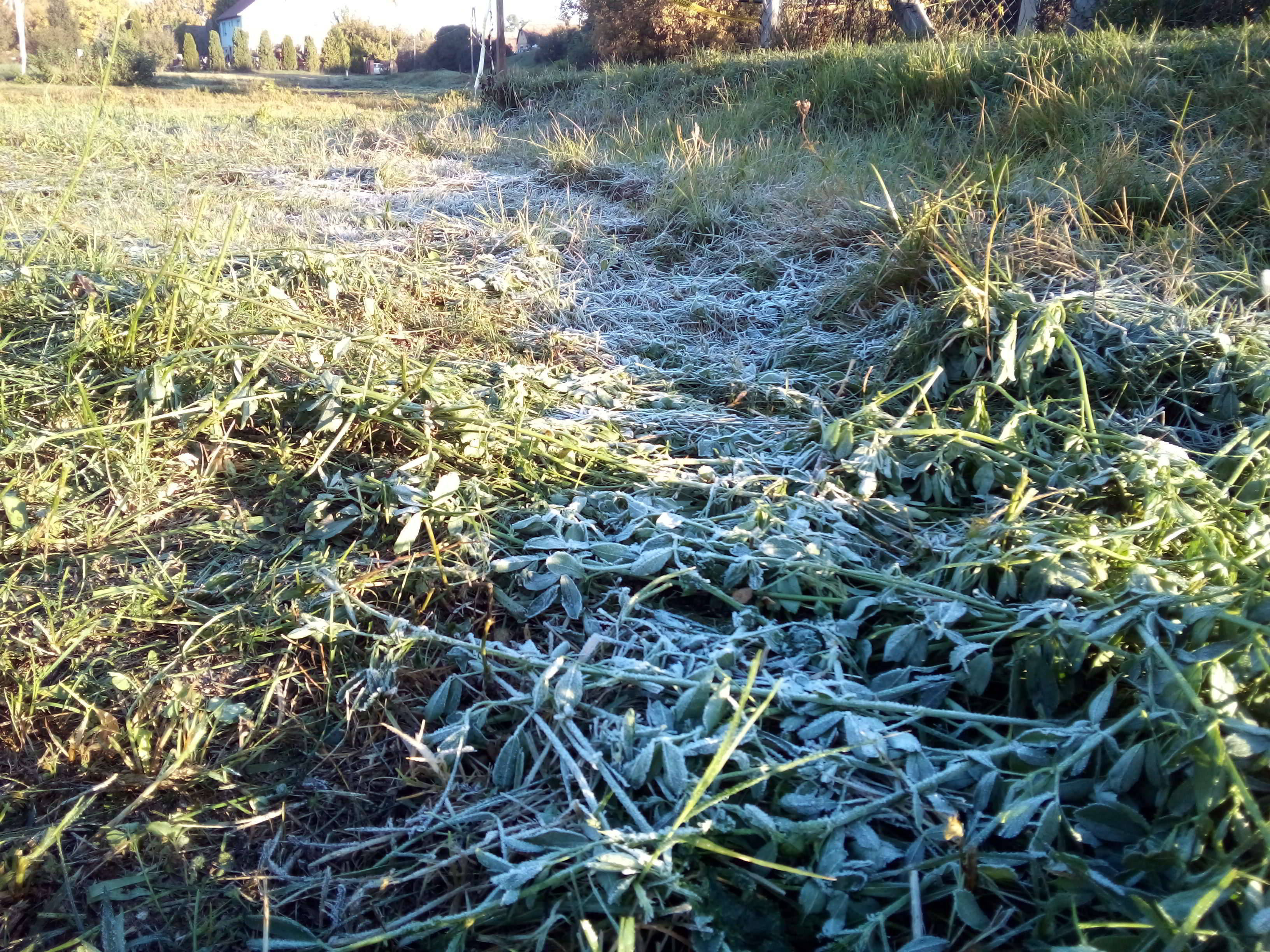 Frost in a cut meadow
